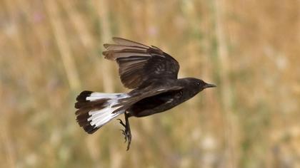 Mourning Wheatear