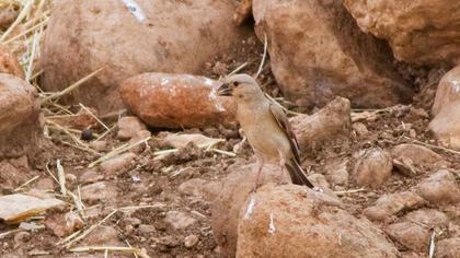 Desert Finch