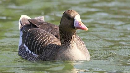 Sakarca