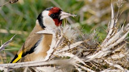 European Goldfinch