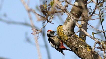 Middle Spotted Woodpecker