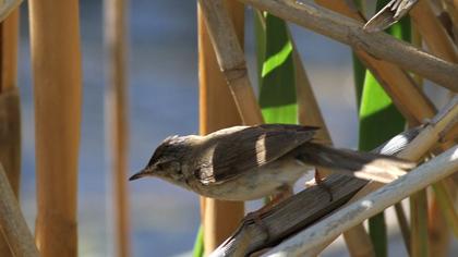Doğu kamışçını