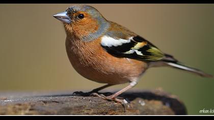 İspinoz