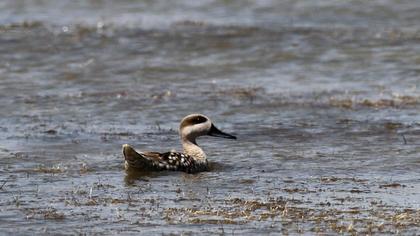 Marbled Duck