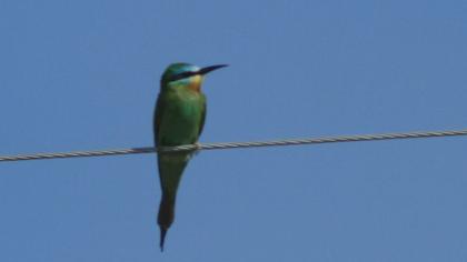 Blue-cheeked Bee-eater
