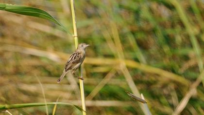 Zitting Cisticola