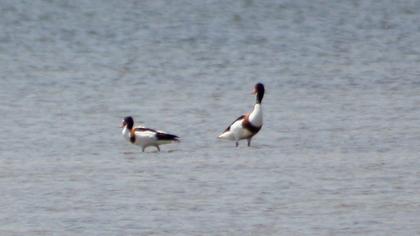 Common Shelduck