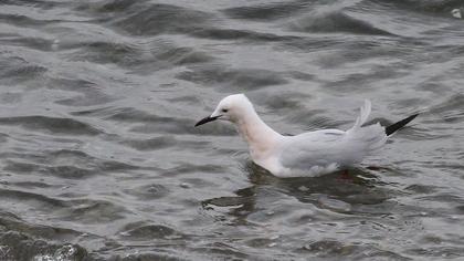 Slender-billed Gull