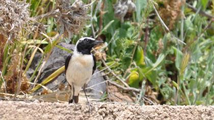 Black-eared Wheatear