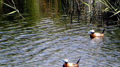 White-headed Duck