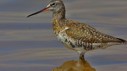 Spotted Redshank