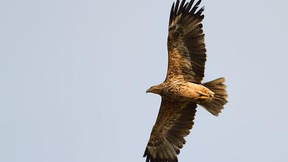 Eastern Imperial Eagle