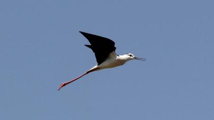 Black-winged Stilt