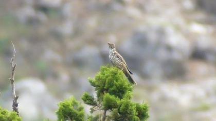 Mistle Thrush