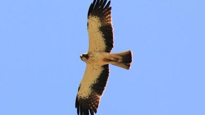 Küçük kartal