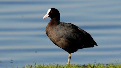 Eurasian Coot