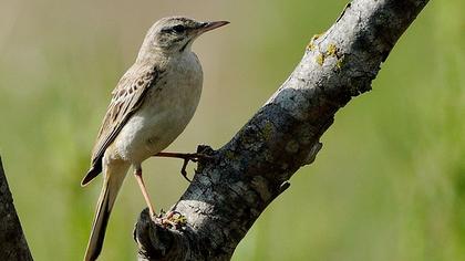 Tawny Pipit