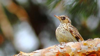 Woodlark