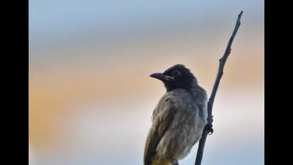White-spectacled Bulbul