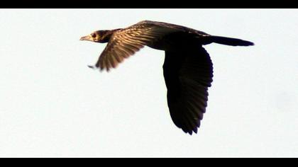 Pygmy Cormorant