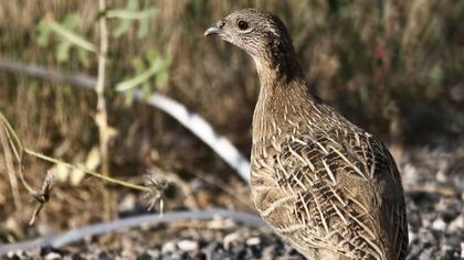 Grey Partridge