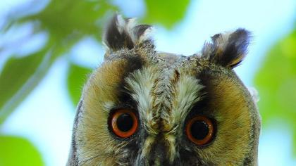 Long-eared Owl