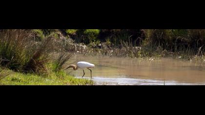 Little Egret