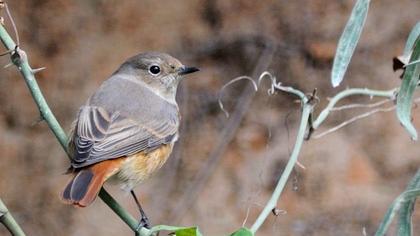 Common Redstart