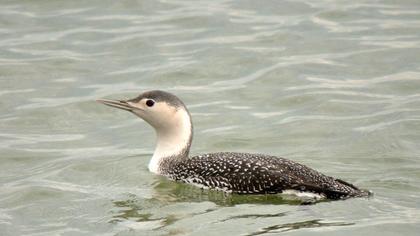 Red-throated Loon