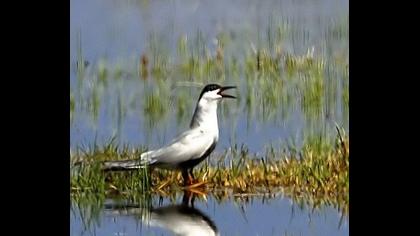 Common Tern