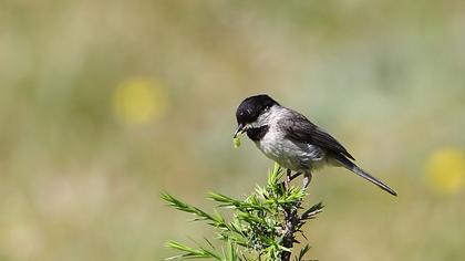 Sombre Tit