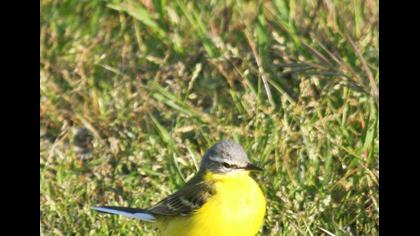 Western Yellow Wagtail