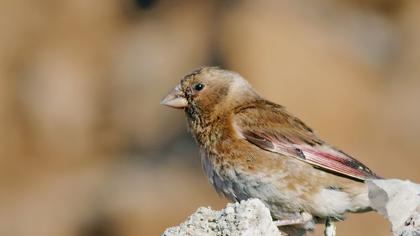 Eurasian Crimson-winged Finch