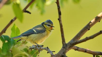 Eurasian Blue Tit