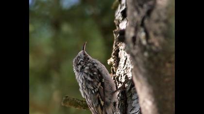 Short-toed Treecreeper