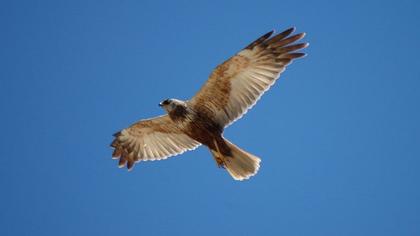 Western Marsh Harrier
