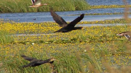 Karabatak
