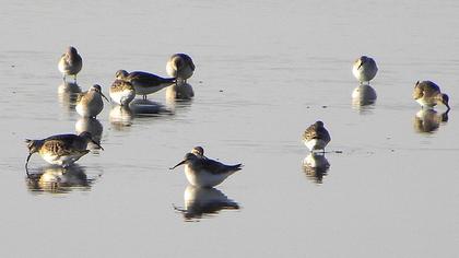 Dunlin