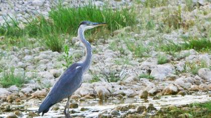 Grey Heron