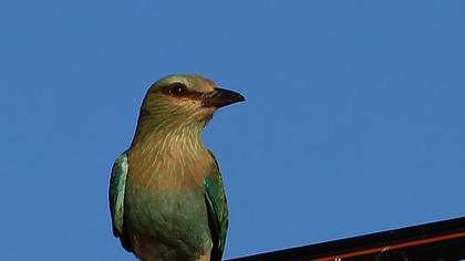 European Roller
