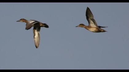 Garganey