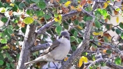 Lesser Whitethroat