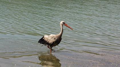 White Stork