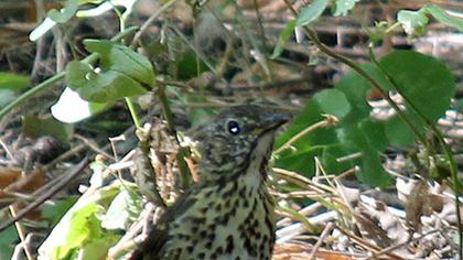 Song Thrush