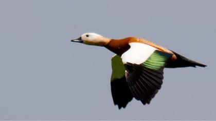 Angıt