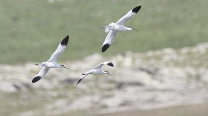 Pied Avocet