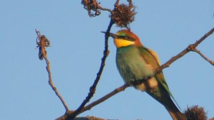 European Bee-eater