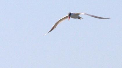 Caspian Tern