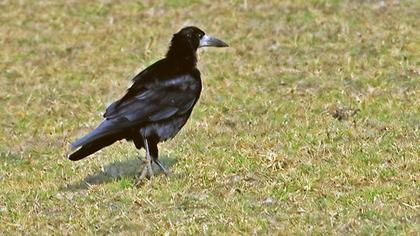Rook