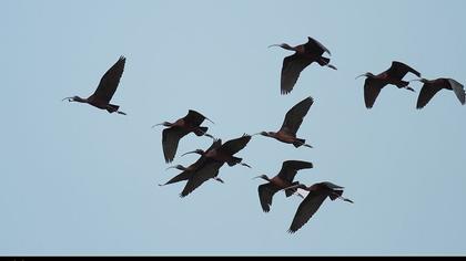 Glossy Ibis